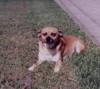 shadowdog.jpg